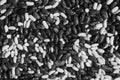 Soya beans close-up in black and white Royalty Free Stock Photo