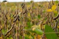 A soya field almost ready to be harvested on a farm in Rio Grande do Sul, Brazil. Green leaves, gray and blue sky, rain clouds, Royalty Free Stock Photo