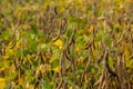 A soya field almost ready to be harvested on a farm in Rio Grande do Sul, Brazil. Green leaves, gray and blue sky, rain clouds, Royalty Free Stock Photo