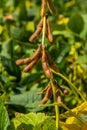 A soya field almost ready to be harvested on a farm in Rio Grande do Sul, Brazil. Green leaves, gray and blue sky, rain clouds, Royalty Free Stock Photo