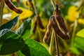 A soya field almost ready to be harvested on a farm in Rio Grande do Sul, Brazil. Green leaves, gray and blue sky, rain clouds, Royalty Free Stock Photo