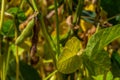 A soya field almost ready to be harvested on a farm in Rio Grande do Sul, Brazil. Green leaves, gray and blue sky, rain clouds, Royalty Free Stock Photo