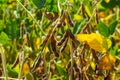 A soya field almost ready to be harvested on a farm in Rio Grande do Sul, Brazil. Green leaves, gray and blue sky, rain clouds, Royalty Free Stock Photo