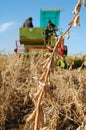 Soya harvesting