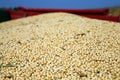 Soya harvesting Royalty Free Stock Photo