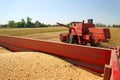 Soya harvesting Royalty Free Stock Photo