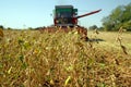 Soya harvesting Royalty Free Stock Photo