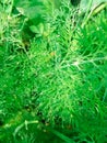 Soya plant with Dew drops