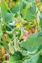 Soya plant still green