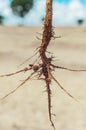 Soya root with some bacteria nodules Royalty Free Stock Photo