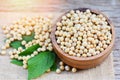 Soya , Soybean in a wooden bowl agricultural products on the sack background / dry soy beans and green leaf Royalty Free Stock Photo