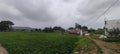 Soyabean crop monsoon clouds cows in an Indian Village