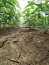 Soyabean crop plants rows in the form.