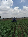 Soyabean crop weeding in the form by tractor weeding machine