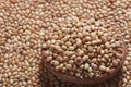 Soyabean - a legume often used like vegetable. Royalty Free Stock Photo