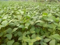 Soyabean tree and green leaf in the field