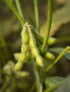 Soybean Royalty Free Stock Photo