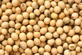Soybean Royalty Free Stock Photo