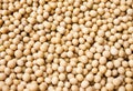 Soybean