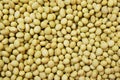 The Soybean Royalty Free Stock Photo