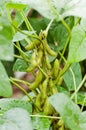 Soybean Royalty Free Stock Photo