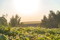 soybean agricultural field Royalty Free Stock Photo