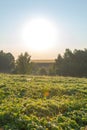 soybean agricultural field Royalty Free Stock Photo