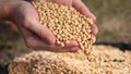 soybean agriculture. farmer holding soybean grains close-up. agriculture business soy a farm concept. farmer hands are Royalty Free Stock Photo