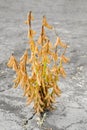 Soybean bush in autumn harvest time Royalty Free Stock Photo