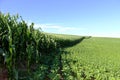 Soybean and corn cultivation in the south of Brazil. Beautiful green fields growing side by side with blue sky as a background. Royalty Free Stock Photo