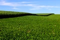 Soybean and corn cultivation in the south of Brazil. Beautiful green fields growing side by side with blue sky as a background. Royalty Free Stock Photo