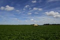 Soybean crop field , in the Buenos Aires