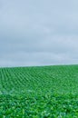 Soybean crop, green landscape, rural, agribusiness, monoculture Royalty Free Stock Photo