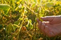 Soybean crop.Hands inspecting a soybean pod.Pods of ripe soybeans in a female hand.field of ripe soybeans.The farmer Royalty Free Stock Photo