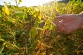 Soybean crop.Hands inspecting a soybean pod.Pods of ripe soybeans in a female hand.field of ripe soybeans.The farmer Royalty Free Stock Photo