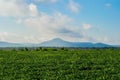 Soybean Crop Plantation