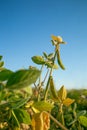 Soybean crop.Pods of ripe soybeans close-up in the rays of the sun.Agriculture and farming.Growing organic food Soy. Royalty Free Stock Photo