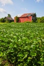 Soybean crops on farm with brown barn covered in ivy and a red barn with a torn off roof Royalty Free Stock Photo