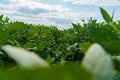 Soybean crops in field, soya bean growing on plantation. View of Soybean pods on soybean plantation