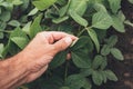 Soybean crops growth control concept, farmer agronomist examining plants in field