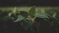 Soybean crops in heavy summer rain shower