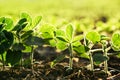 Soybean cultivated field Royalty Free Stock Photo