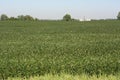 Soybean Cultivation in Maryland