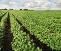 Soybean farm Royalty Free Stock Photo