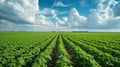 soybean farm agricultural field against sky. generative ai Royalty Free Stock Photo