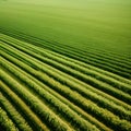 Soybean farm Agricultural Field Royalty Free Stock Photo