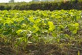 Soybean farm