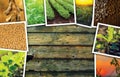 Soybean farming in agriculture photo collage Royalty Free Stock Photo