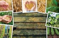 Soybean farming in agriculture photo collage