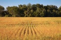 Soybean Field